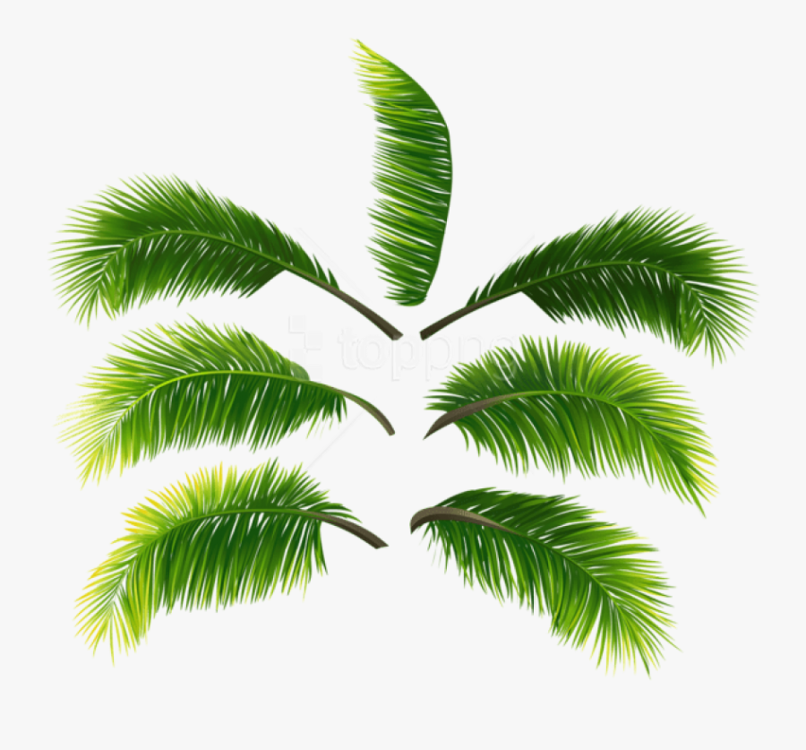 Free Png Download Palm Leaves Clipart Png Photo Png - Palm Leaves Transparent Free, Transparent Clipart