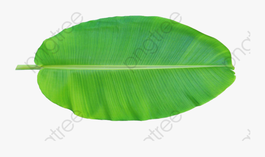 Banana Leaves Positive - Banana Leaf Images Free, Transparent Clipart