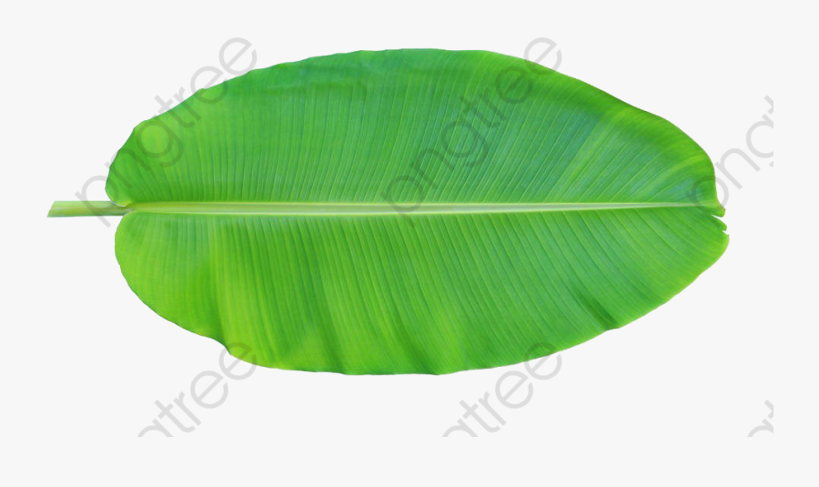 Banana Leaves Positive - Banana Leaf Images Free , Free Transparent ...