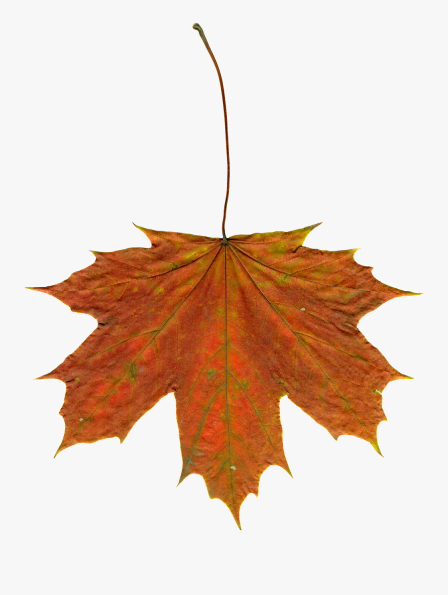 Leaves Autumn Leaves Clipart - Daun Png, Transparent Clipart