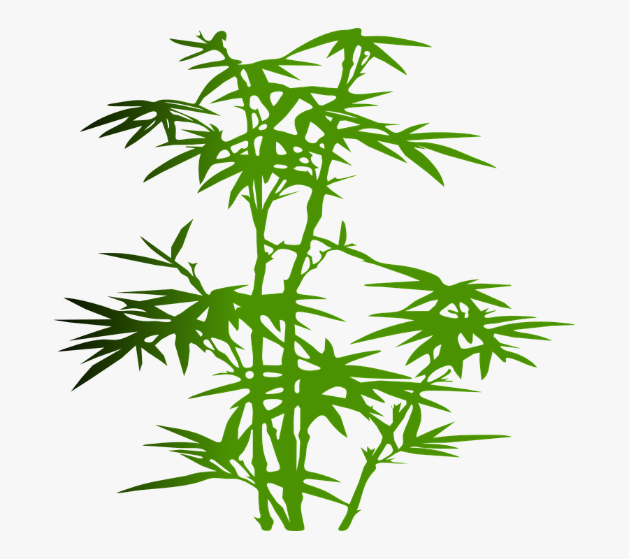 Bamboo, Plant, Green, Leaves, Zen, Japanese, Tropical, Transparent Clipart