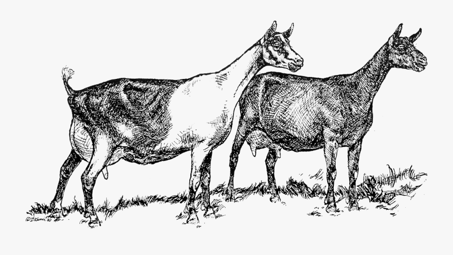 Living With Dairy Goats Small Farmer"s Journal Clipart - Dairy Goat Clip Art, Transparent Clipart