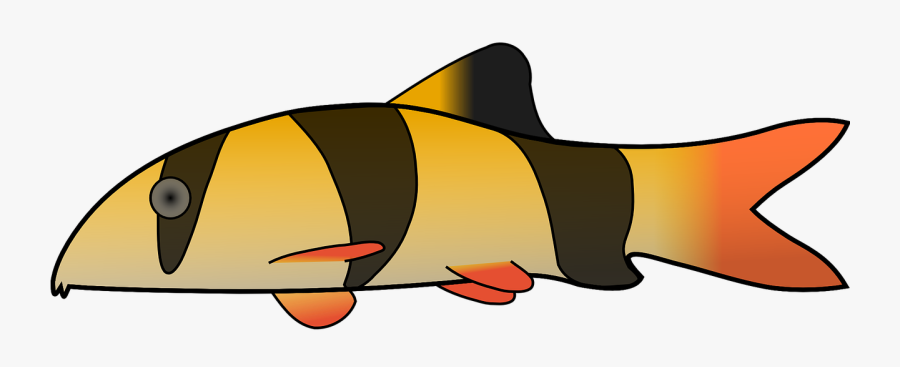 Clown, Fish, Stripes, Colors, Scales, Animal - Clown Loach Fish Clipart, Transparent Clipart