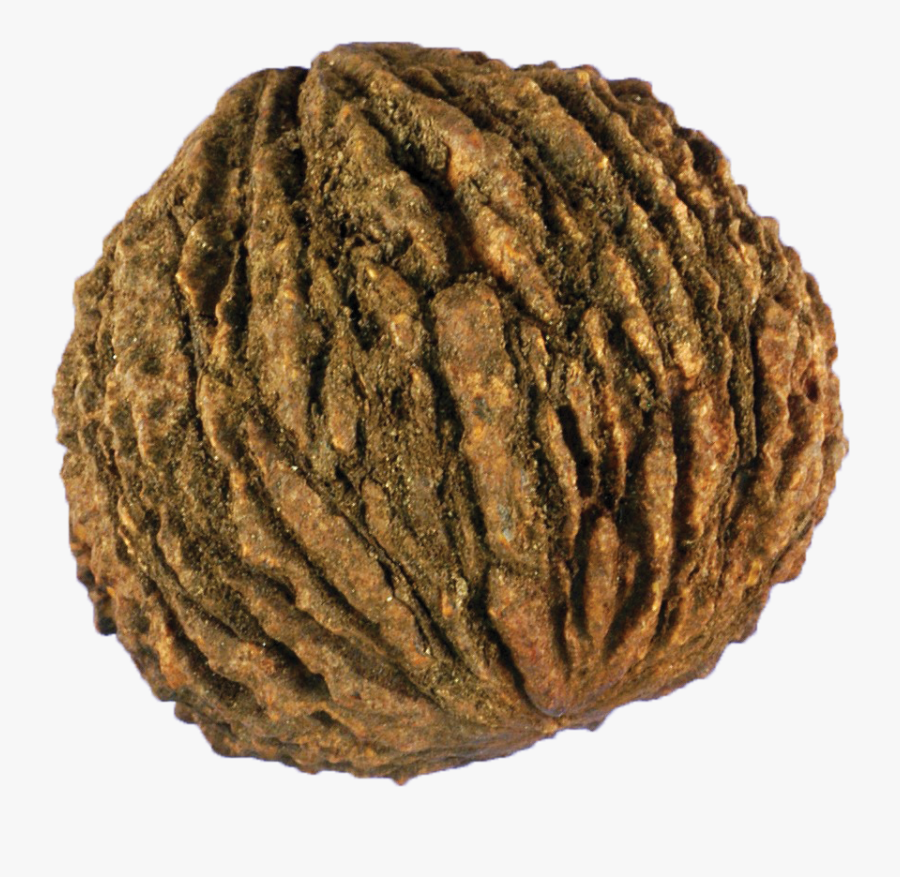 Juglans Nigra, Transparent Clipart