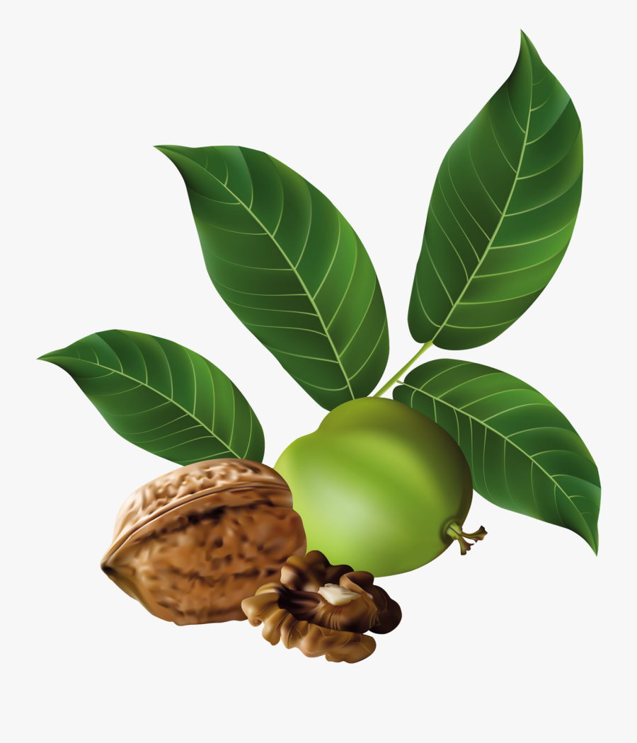 Walnut Png Clip Art - Walnut Tree Png, Transparent Clipart