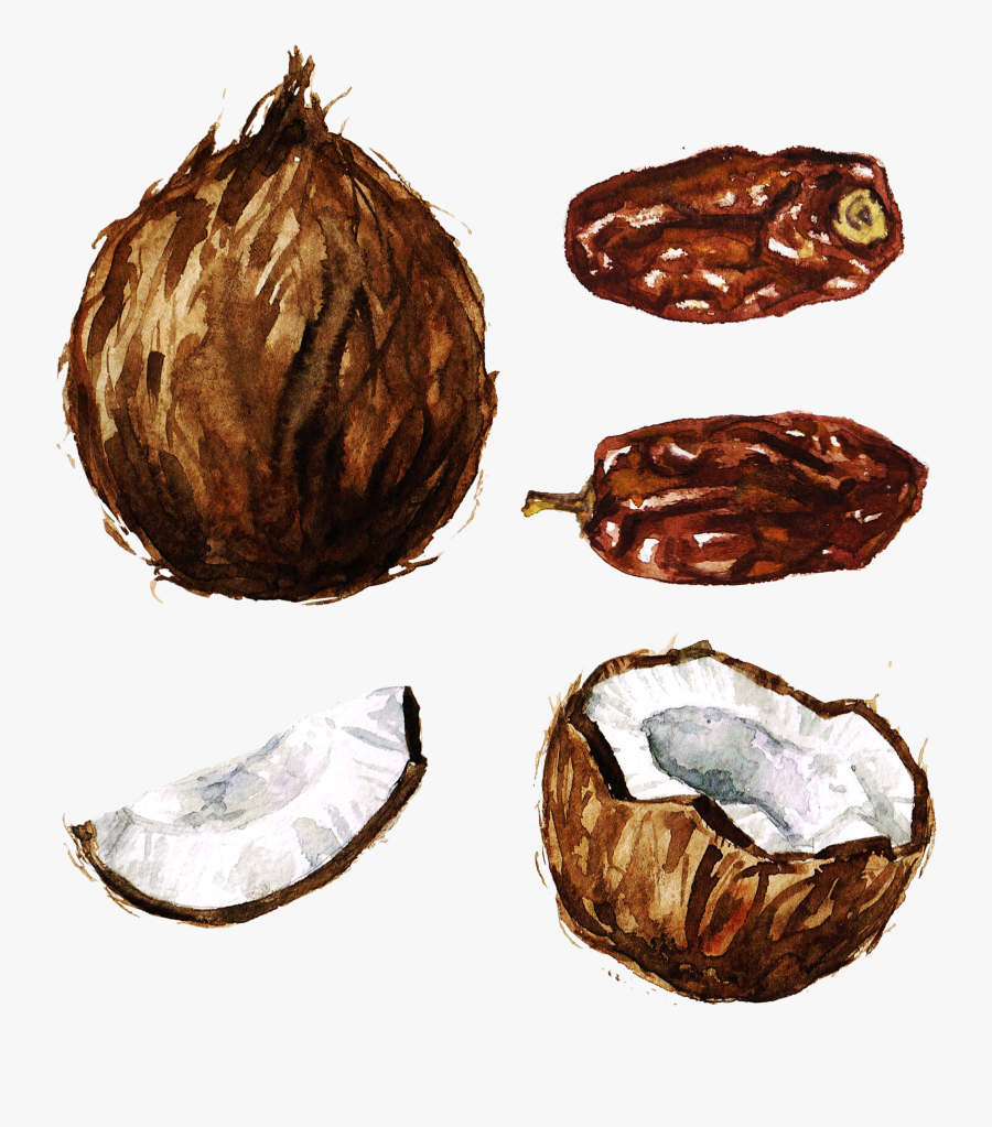 Nut Clipart Walnut - Coconut Watercolor Painting, Transparent Clipart