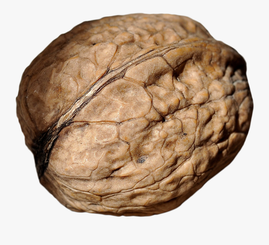 Walnut Png Image - Macro Photography, Transparent Clipart