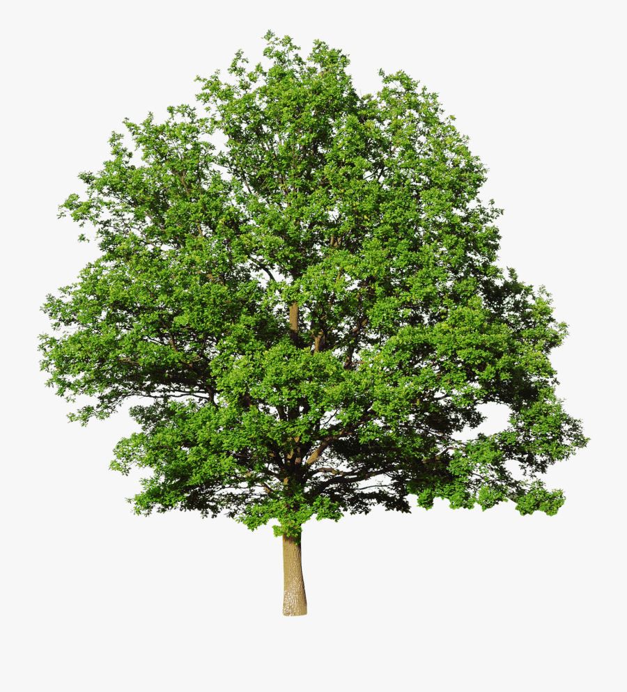 Bald Cypress Mediterranean Cypress Leyland Cypress - Oak Tree, Transparent Clipart