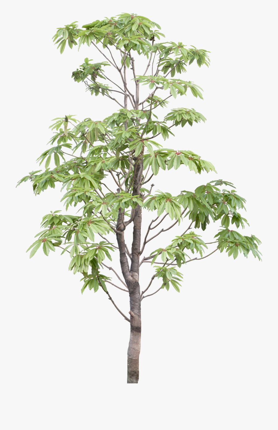 Transparent Tree Branches Clipart - White Walnut, Transparent Clipart