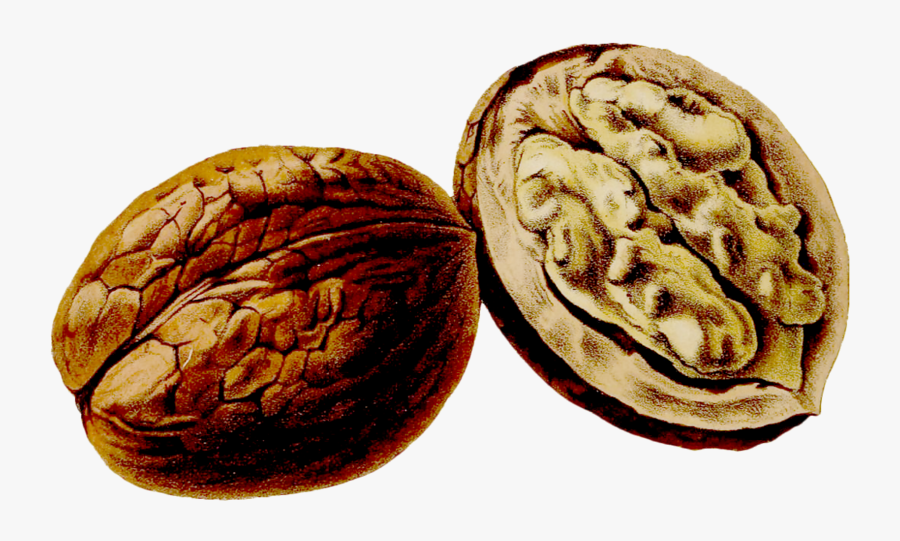 Clipart Royalty Free Download Walnut Drawing - Walnut Watercolor Png, Transparent Clipart