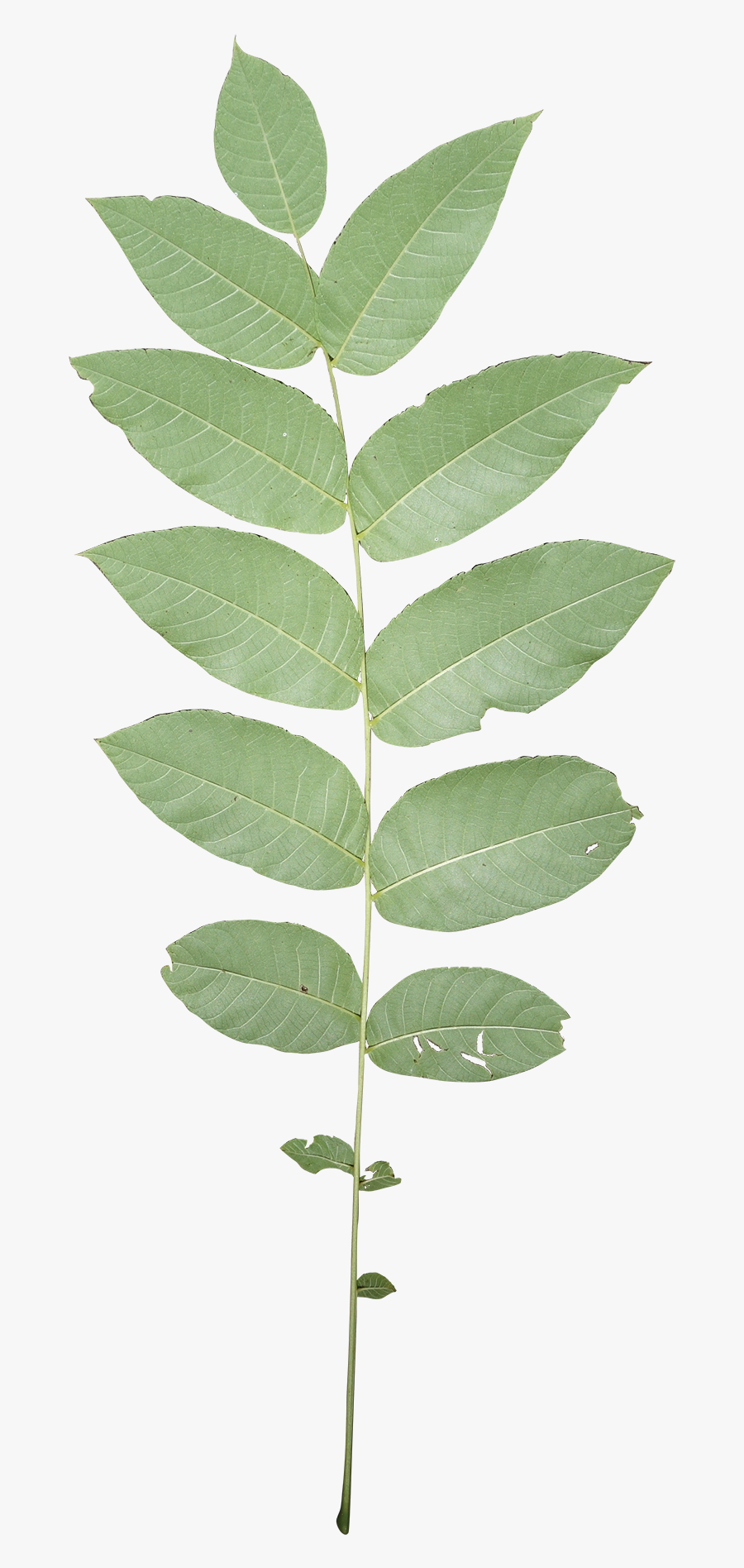 Ulmus Alata, Transparent Clipart