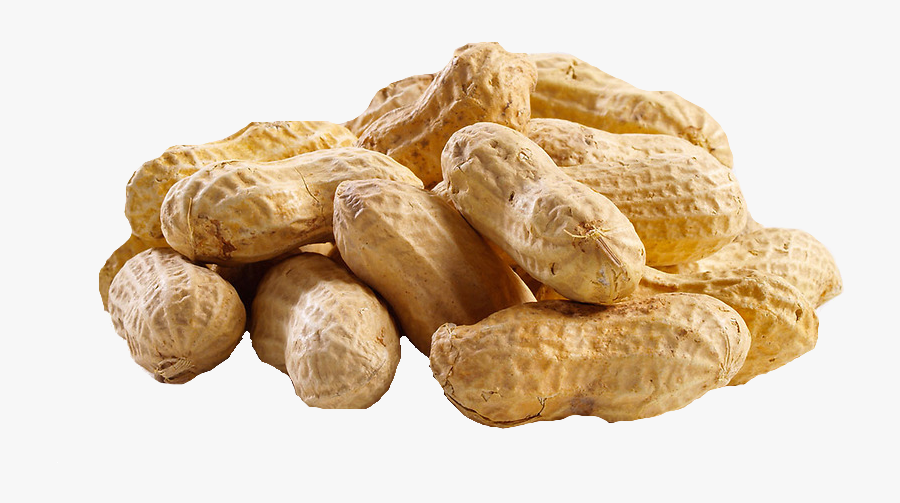 Peanut Png Transparent Images - Transparent Background Peanuts Transparent, Transparent Clipart