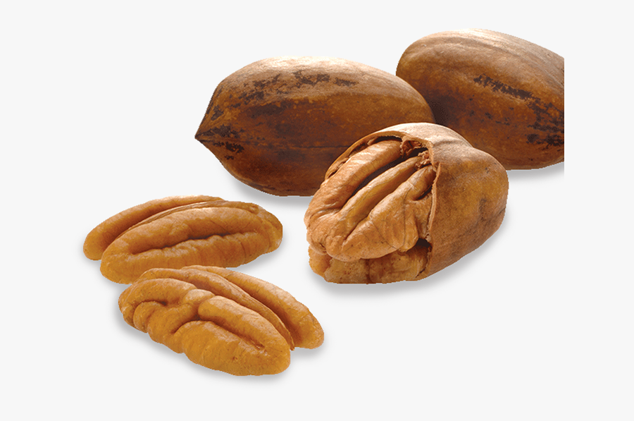 Tree Nuts Png, Transparent Clipart