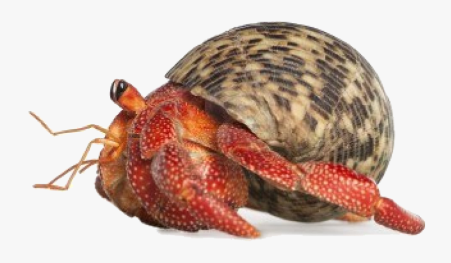 Transparent Crab Png - Transparent Background Hermit Crab Png, Transparent Clipart