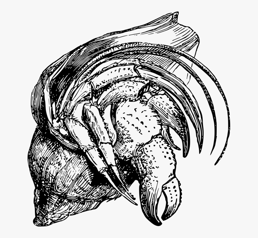 Art,monochrome Photography,carnivoran - Hermit Crab, Transparent Clipart