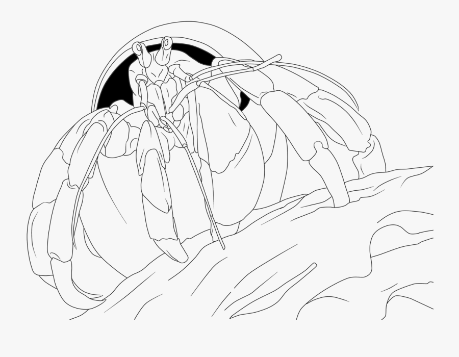 Coconut Crab Colouring - Hermit Crab Coloring Free, Transparent Clipart