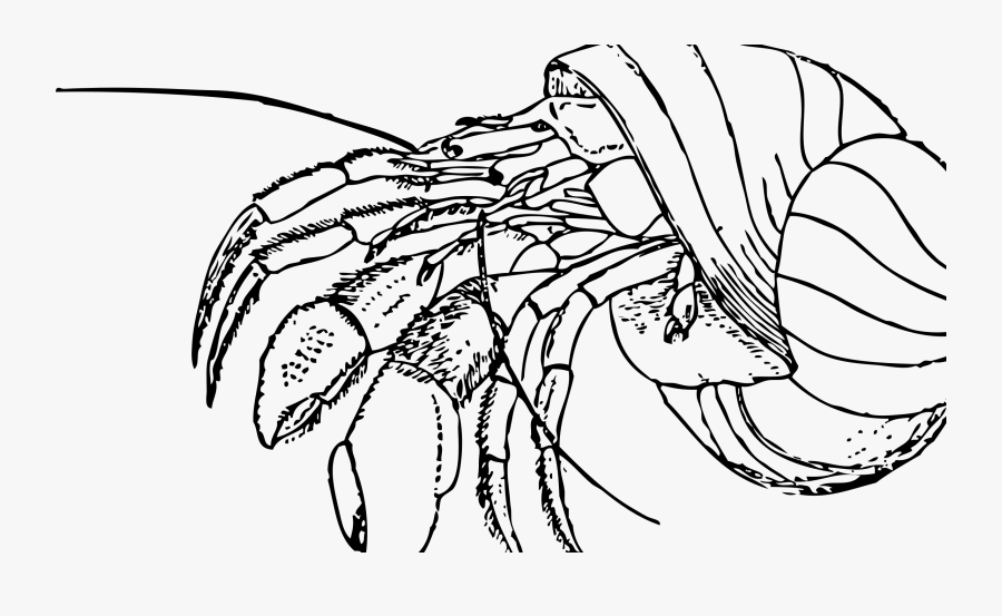 Hermit Crab - Line Art, Transparent Clipart