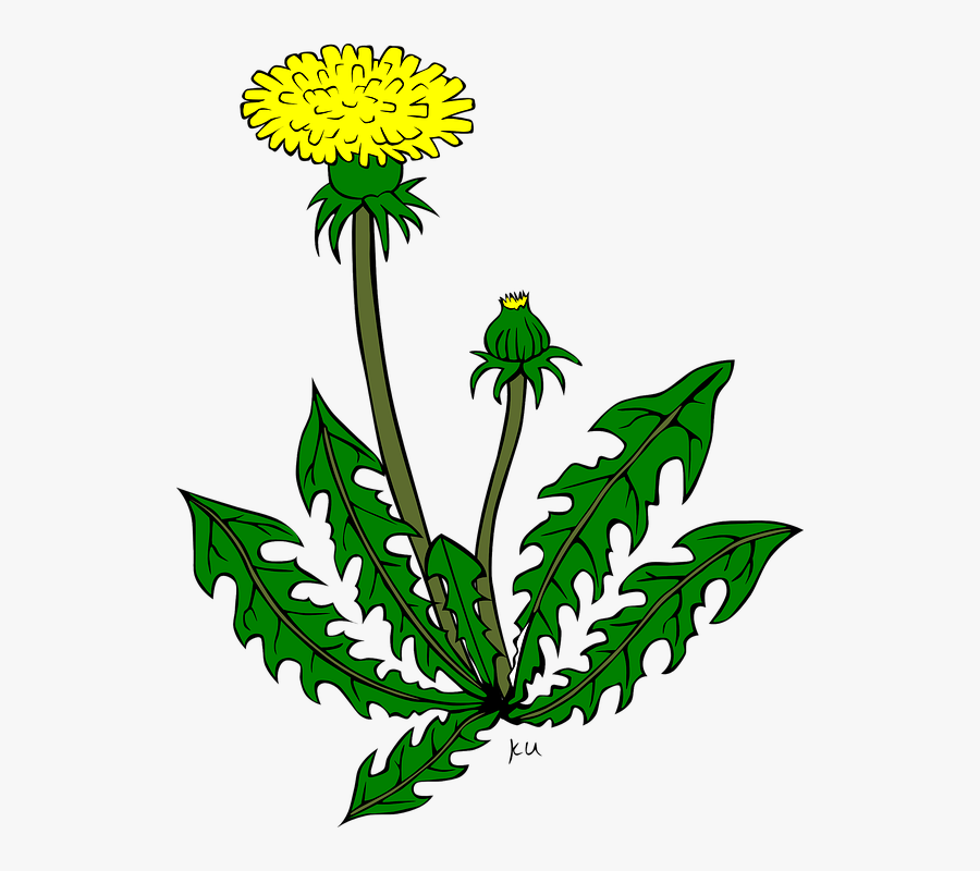 Weeds Clipart Dandelion Flower - Dandelion Clip Art, Transparent Clipart