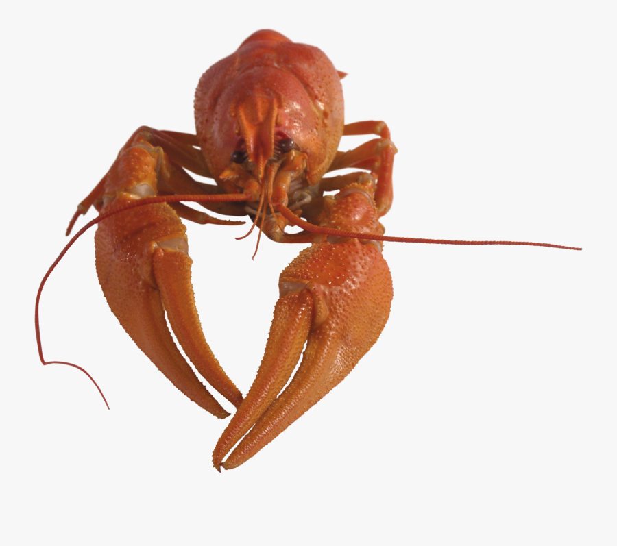 Free Download Of Lobster Png Clipart - Рак Пнг, Transparent Clipart