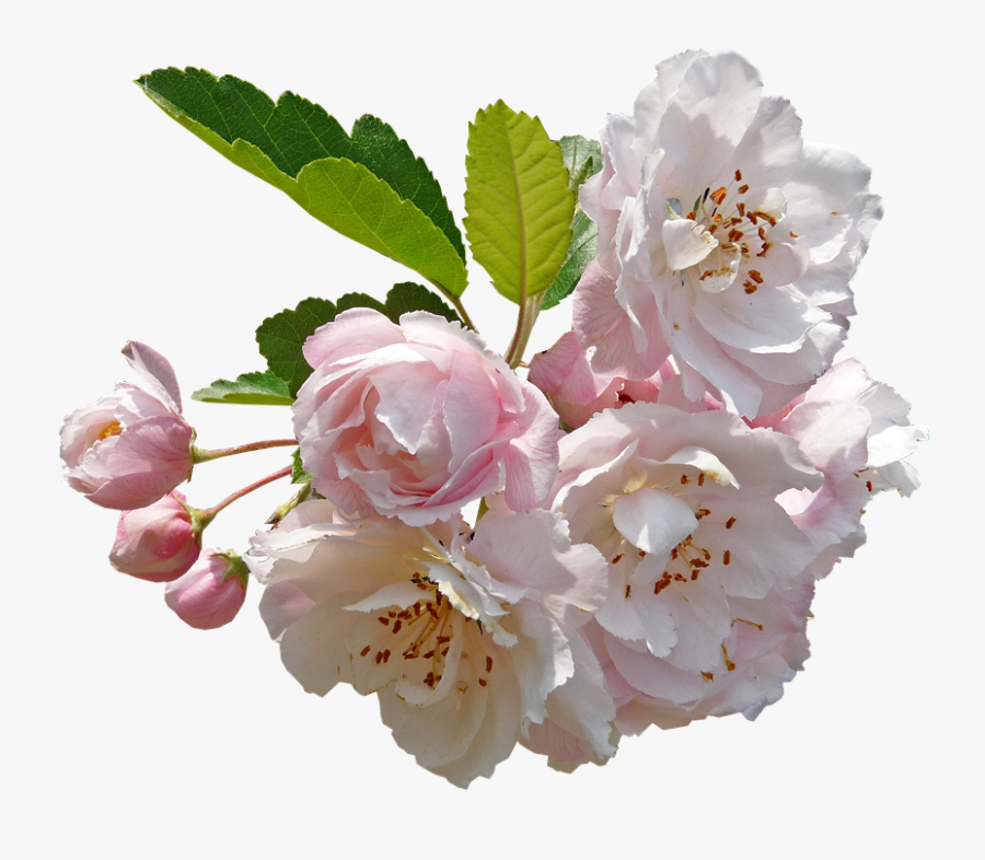 Transparent Apple Blossom Flower Free Transparent Clipart Clipartkey Transparent Apple Blossom Flower Free Transparent Clipart Clipartkey
