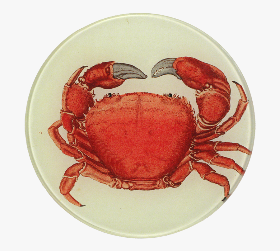 Transparent Red Crab Png - Dungeness Crab, Transparent Clipart