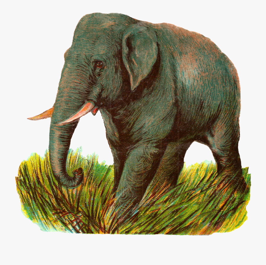 Elephant Asian Image Animal Illustration Digital Clipart - Elephant With Grass Clipart, Transparent Clipart