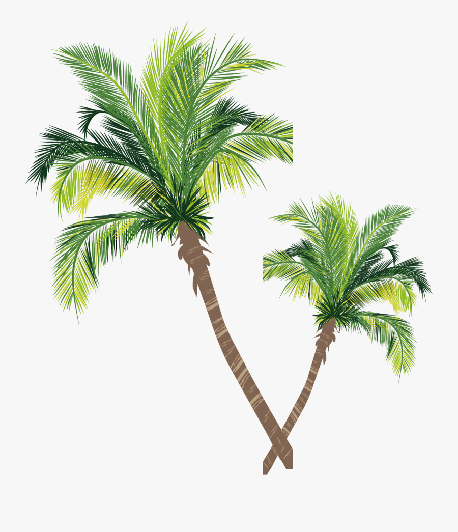 Coconut Material Tree Euclidean Vector Palm Asian Clipart - Coconut Tree Vector Free, Transparent Clipart