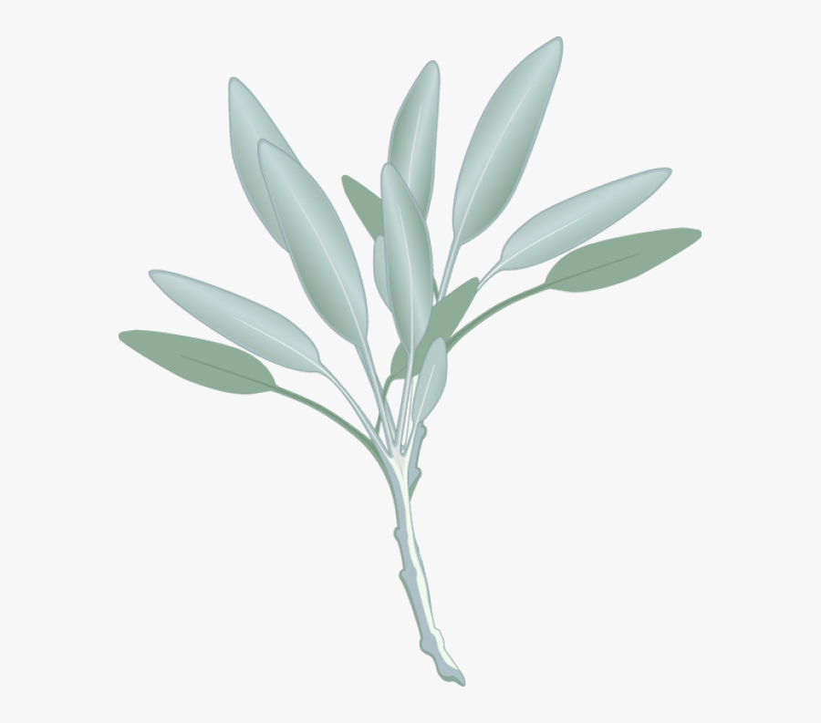 Transparent Herbs Clipart - Sage Clipart, Transparent Clipart