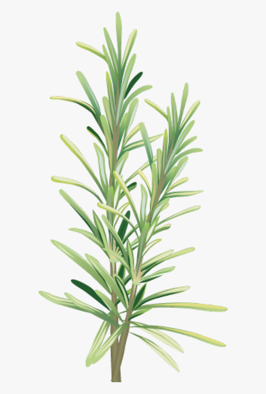 Spices And Herbs - Free Rosemary Clipart, Transparent Clipart