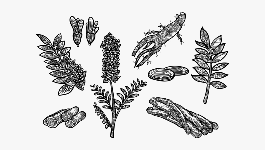 Free Hand Drawn Licorice Vector - Licorice Vector, Transparent Clipart