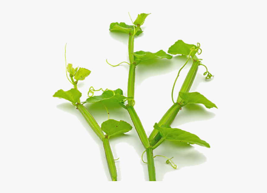 Herbs Supplier In India, Herbs Supplier In Uk, Herbs - Veld Grape Png, Transparent Clipart