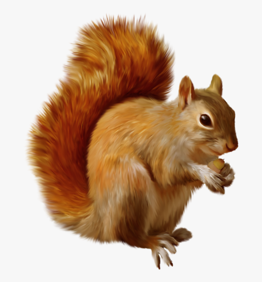 Squirrel Clipart Squirl - Red Squirrel Clipart, Transparent Clipart