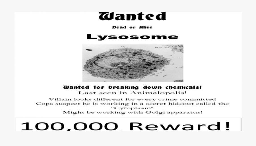 Clip Art For Lysosome Pdf Document - Lysosomes Wanted, Transparent Clipart