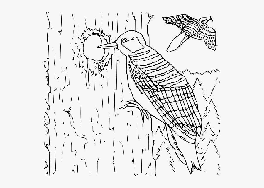 Free Vector Coloring Book Woodpecker Clip Art - Peck Black And White, Transparent Clipart