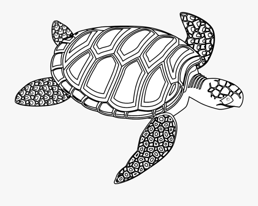 Hawaiian Sea Turtle Drawing At Getdrawings - Turtle Black And White, Transparent Clipart