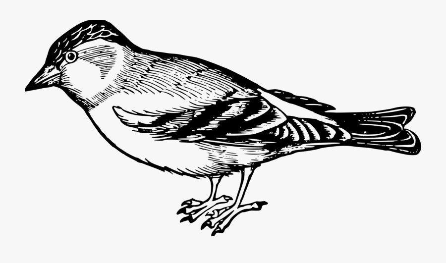 Transparent Feather Clipart Black And White - Sparrow Black And White, Transparent Clipart