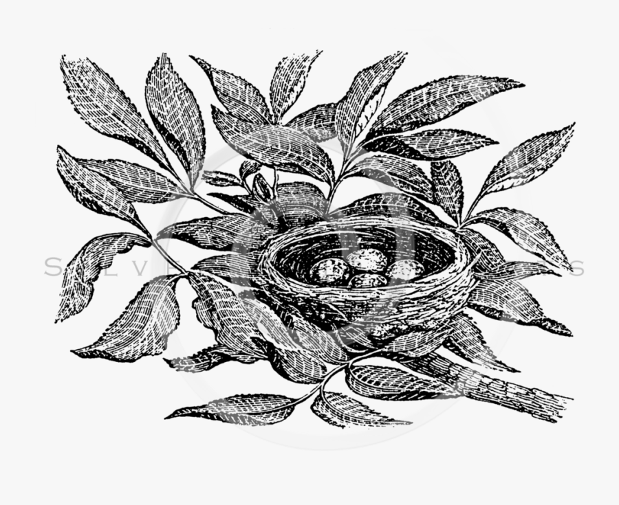 Nest Clipart Vintage - Doodle Picture Of Nest And Tree, Transparent Clipart