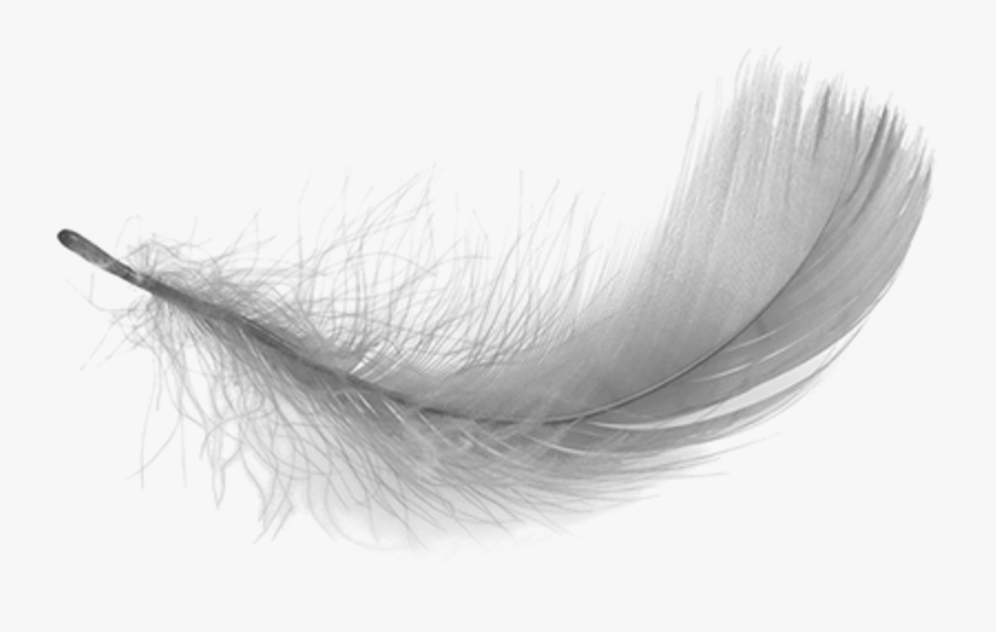 Feather Clipart Black And White - White Feather Transparent Background, Transparent Clipart