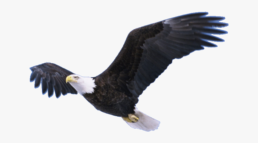 Eagle Flying Png - Flying Eagle Hd Png Download, Transparent Clipart