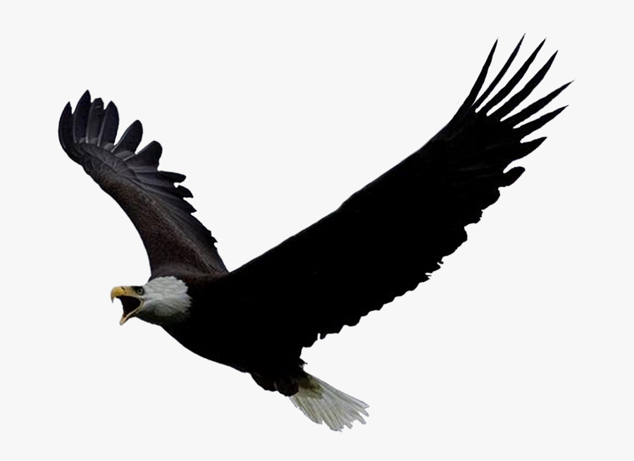 Eagle - Symbols That Represent The Northeast Region, Transparent Clipart