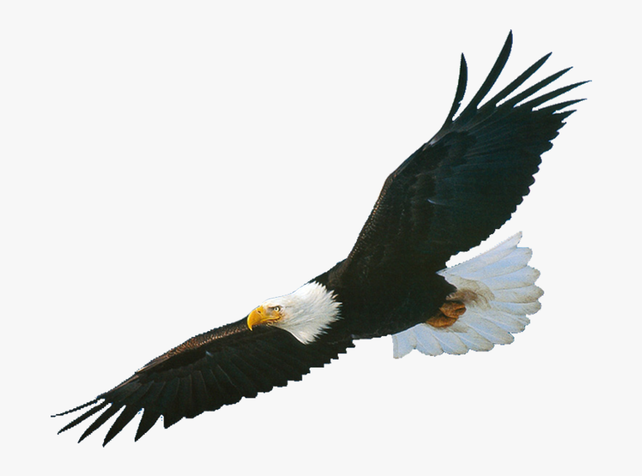 Black Eagle 4 1 Thumb - Águia Preto E Branco, Transparent Clipart