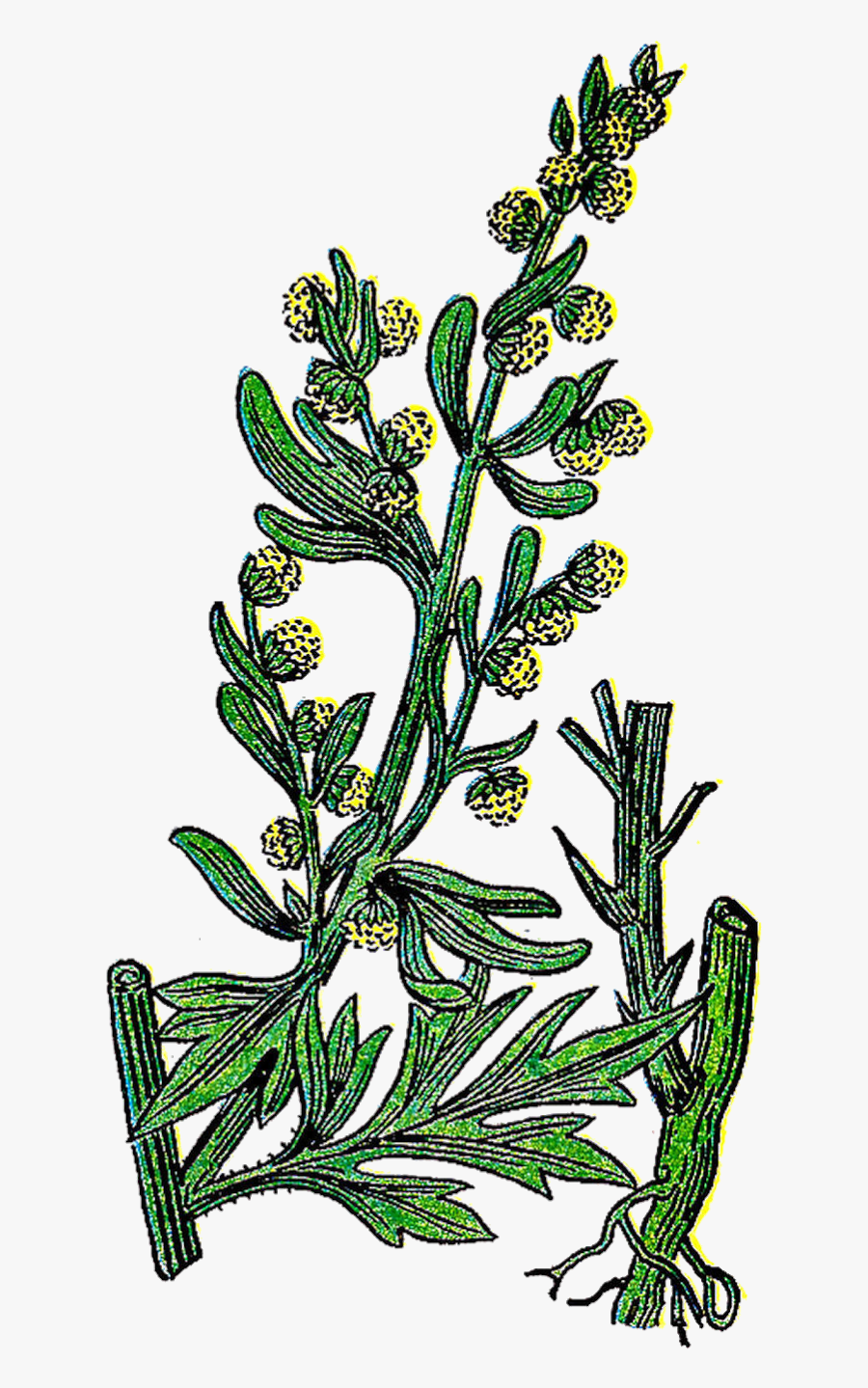 Herb Illustrations - Herb, Transparent Clipart