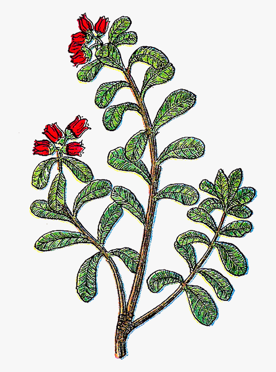 Free Flower Clip Art - Herbal Plants Illustration Png, Transparent Clipart