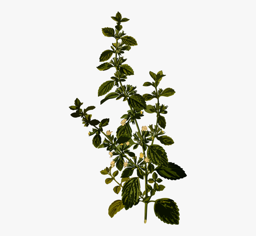 Plant,leaf,herb - Melissa Officinalis, Transparent Clipart