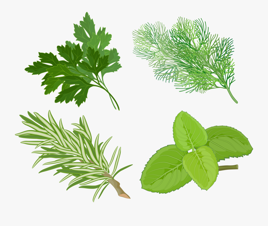 Clip Art Pics Of Herbs Plants - Herb Clipart, Transparent Clipart