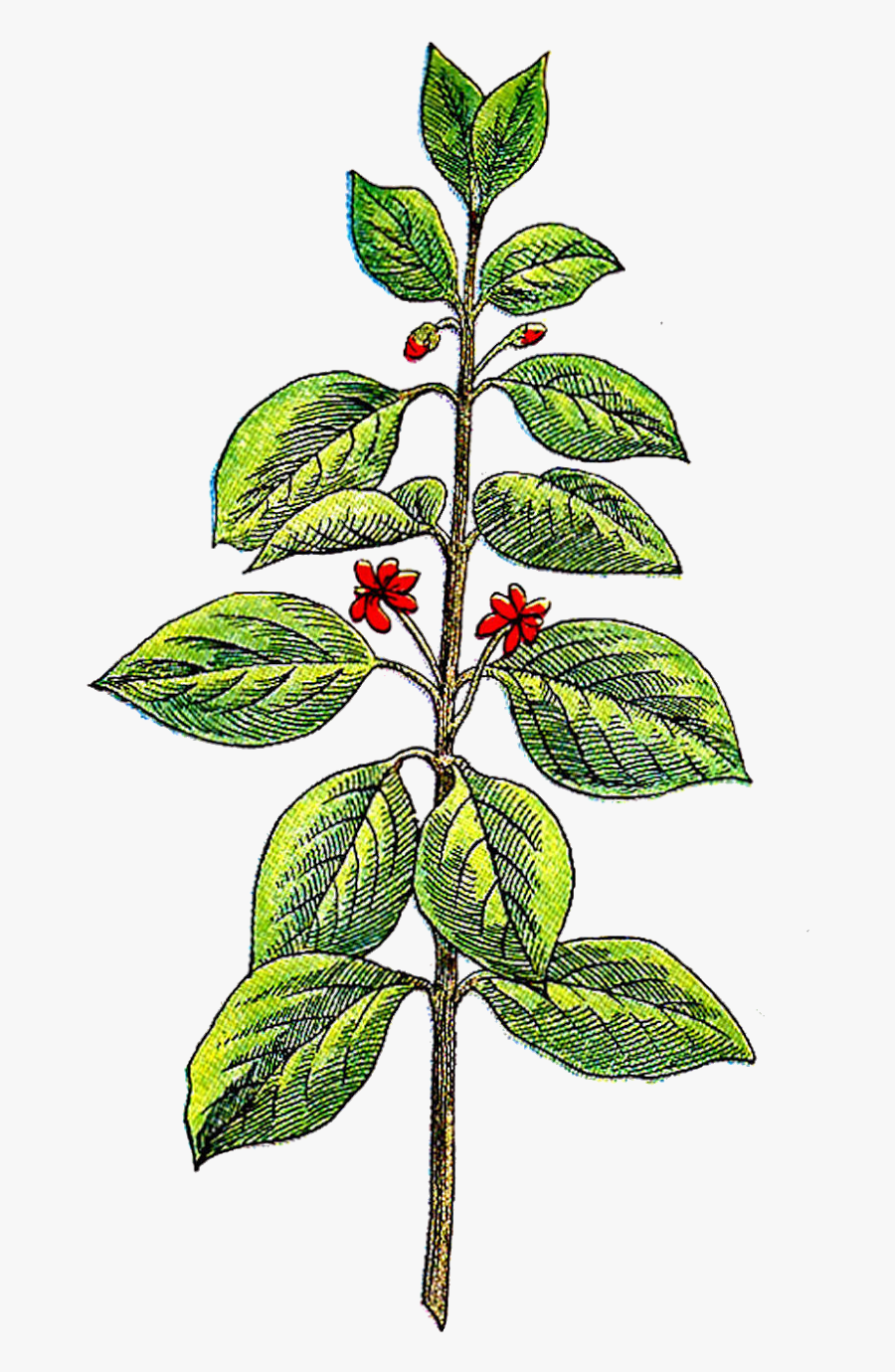 Herb Plant Clipart, Transparent Clipart