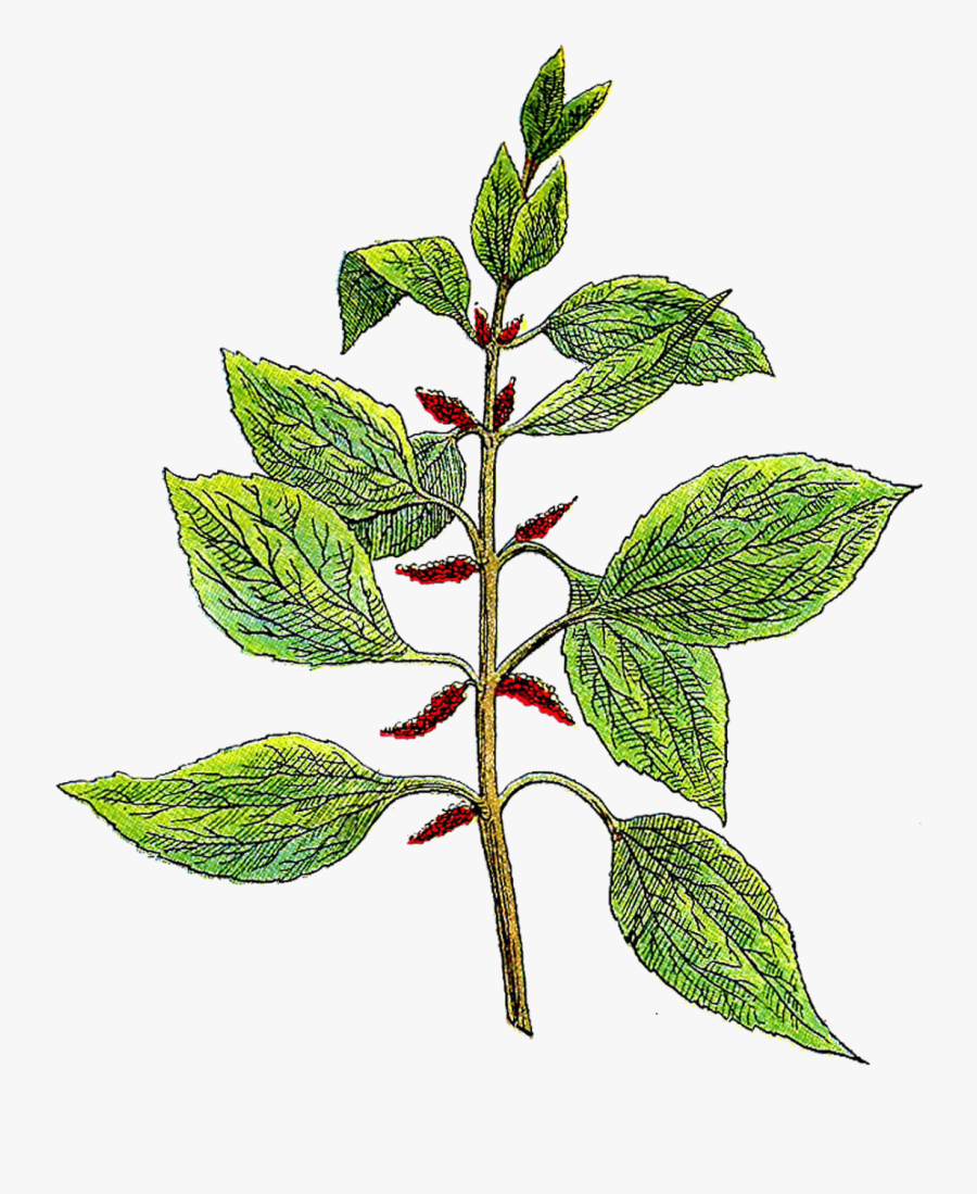 Vintage Herb Clipart - Botanical Herb Clip Art, Transparent Clipart