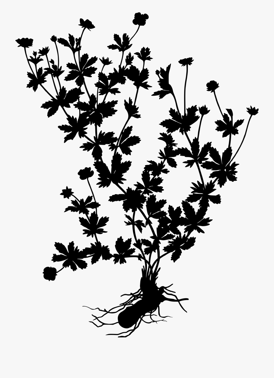 Herbs Clipart Silhouette - Potentilla Erecta, Transparent Clipart