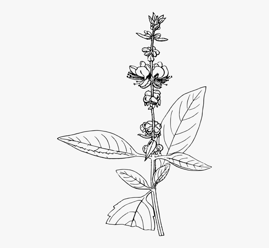 Line Art,plant,flora - Basil Line Drawing, Transparent Clipart