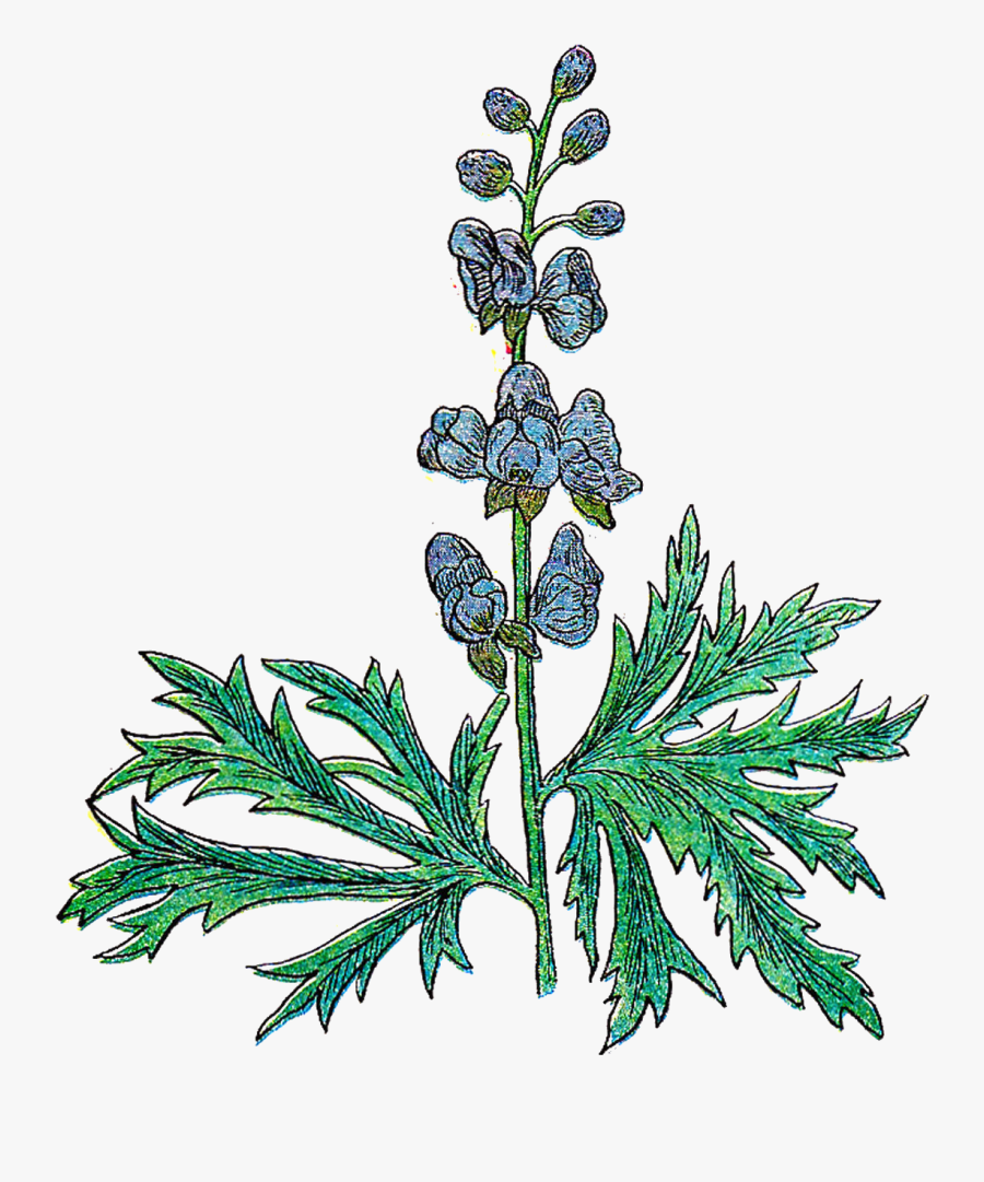 Free Botanical Clip Art - Vintage Herb Png, Transparent Clipart